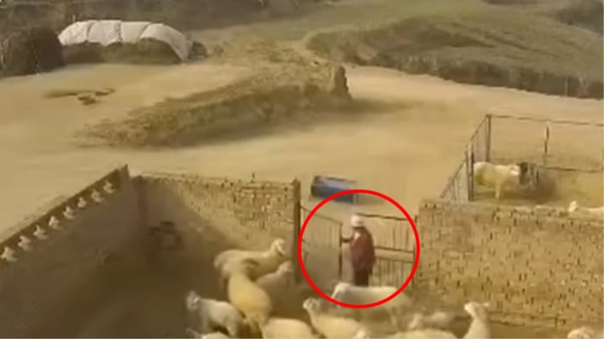 Bakıp beslediği koç çobanı böyle öldürdü! Korku filmlerini andıran anlar kamerada