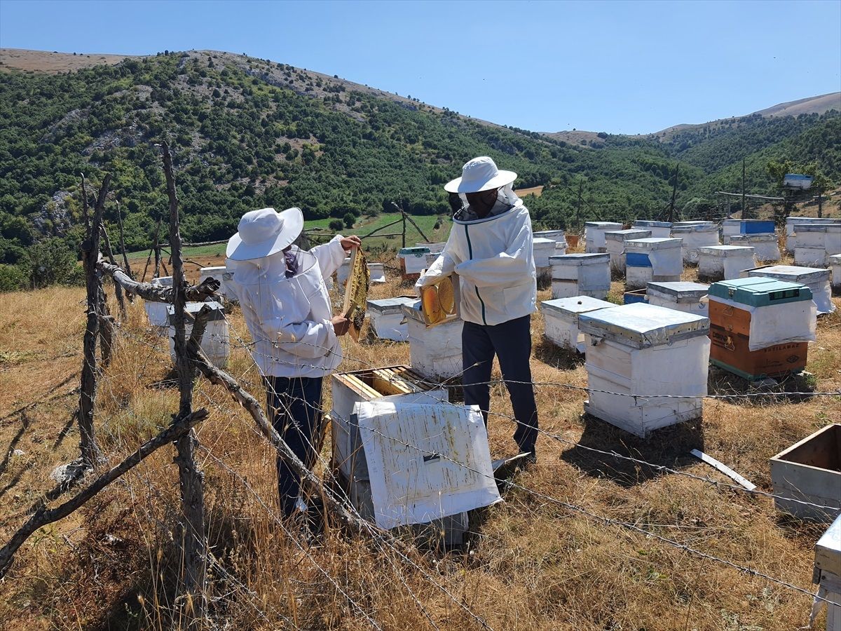 Çorum Mecitözü'nde Bal Hasat Sezonu Başladı