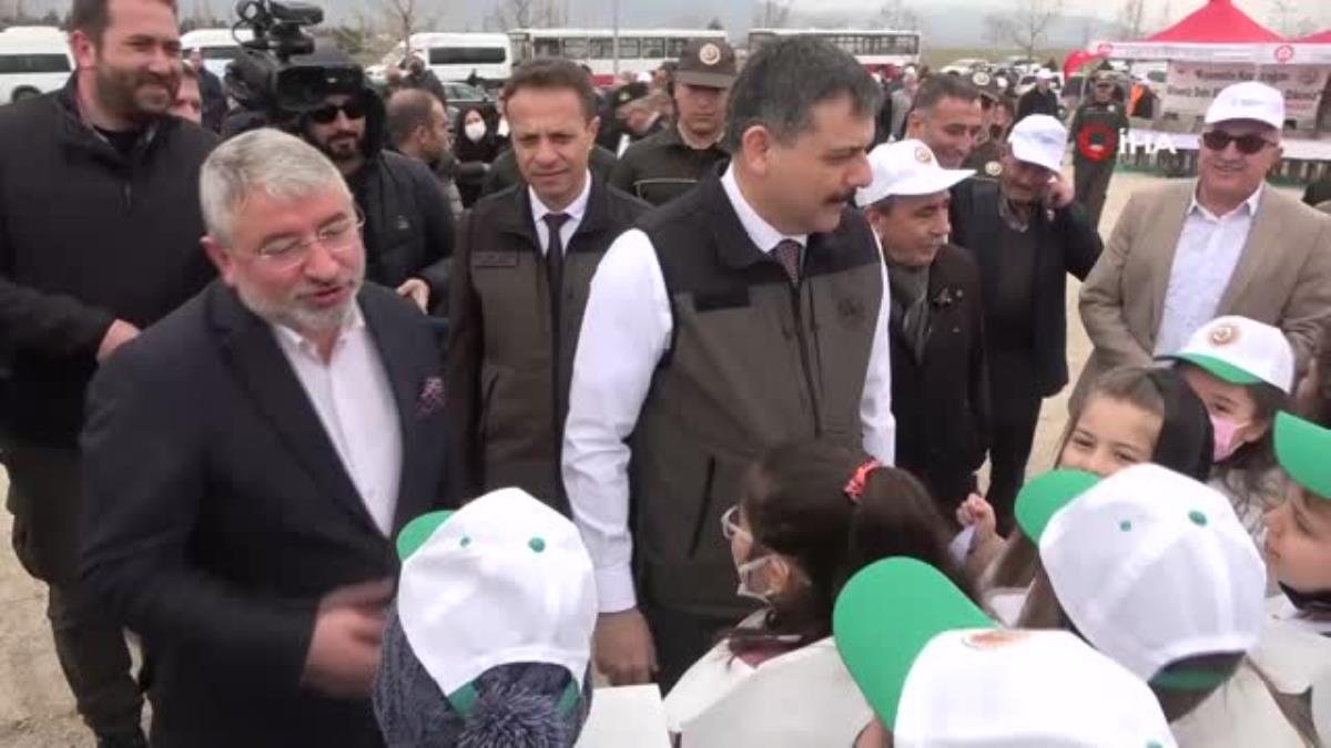 Çorum'da 70 milyon 500 bin fidan torakla buluştu