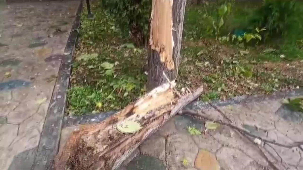 Çorum'da şiddetli rüzgar nedeniyle ağaçlar devrildi