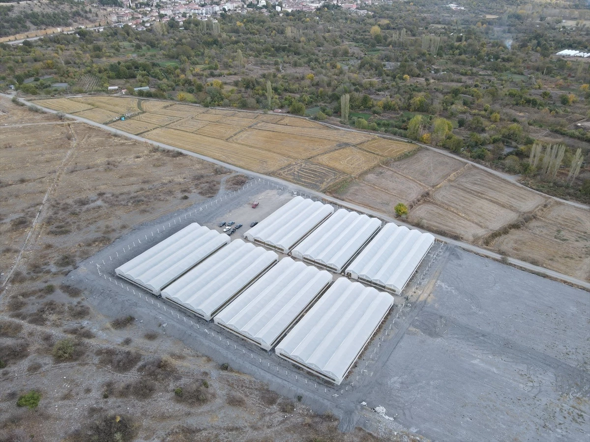 Çorum'un Kargı ilçesinde serada istihdam edilen kadın ve gençler umut saçıyor