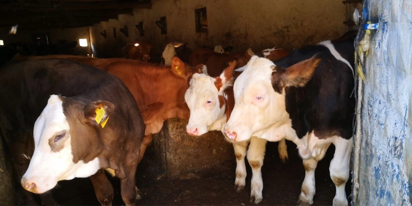 Çorum'un Sungurlu ilçesinde şap hastalığı nedeniyle 15 köy karantinaya alındı