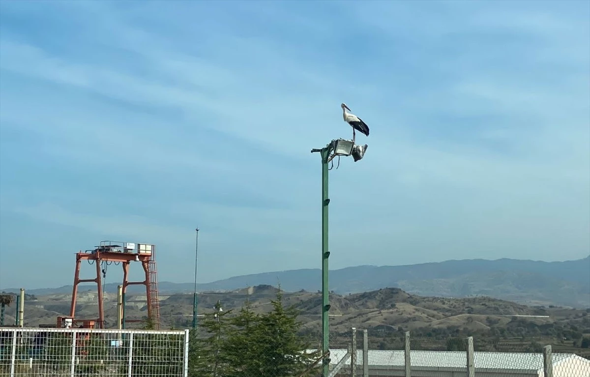 Dodurga Belediyesi, yalnız kalan leyleği besliyor