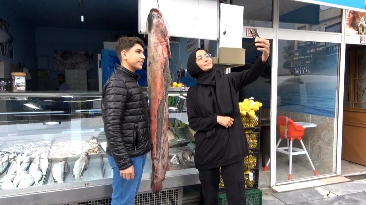 Düzce'de 1.60 metre boyunda yayın balıkları ilgi odağı oldu