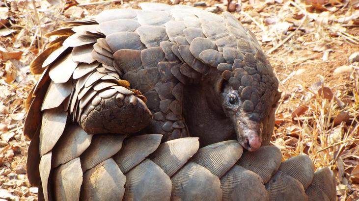 Kongo'da isyancılar pangolin kaçırıp fidye istedi