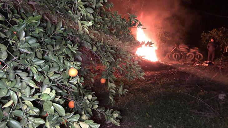 Tescilli Kozan portakalında don nöbeti