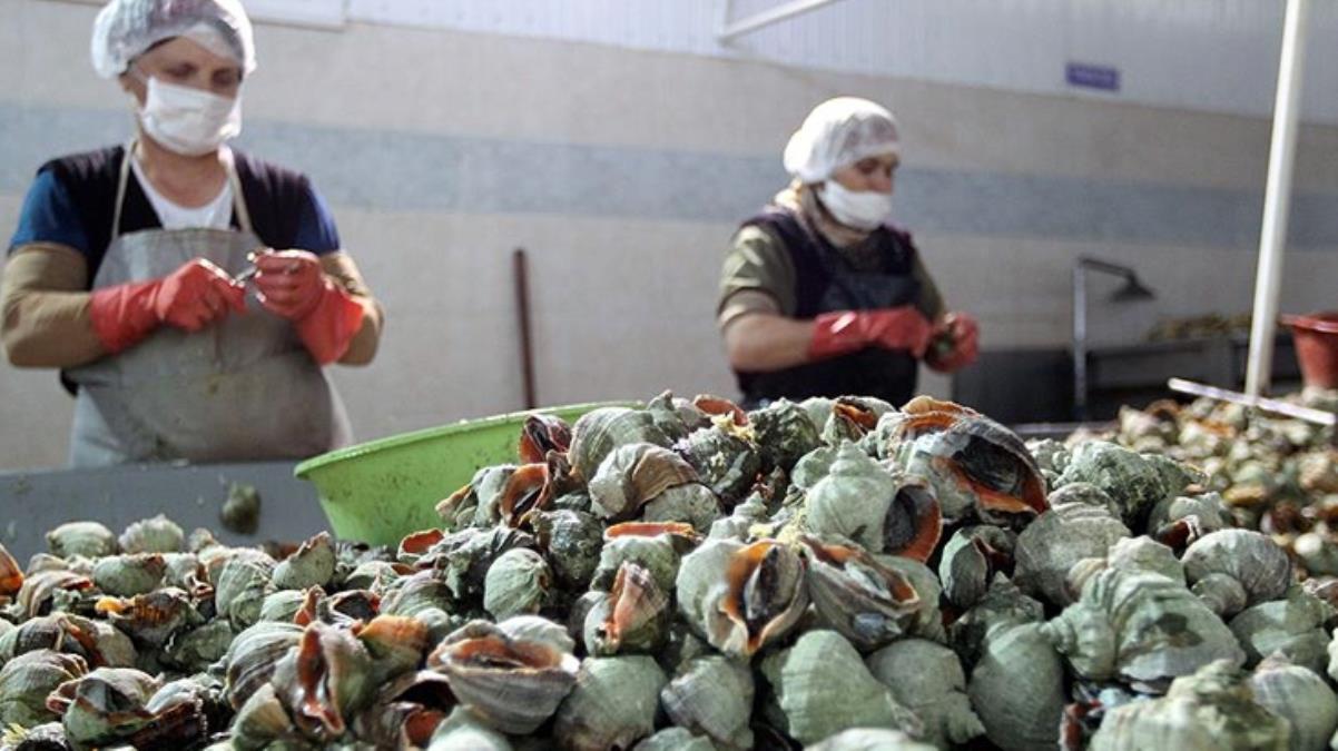 Türkiye, deniz salyangozundan 10,4 milyon dolar kazandı